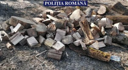 Transport ilegal de lemne, depistat de polițiști