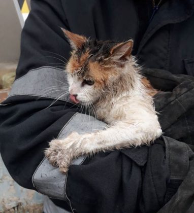 Orice viață contează: Pompierii au salvat o pisică căzută într-o fântână