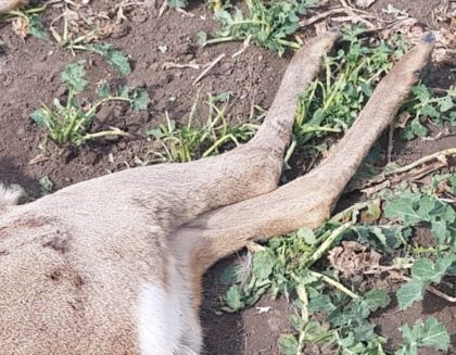 CUTREMURĂTOR! Zeci de animale MOARTE PE CÂMP în județul Arad