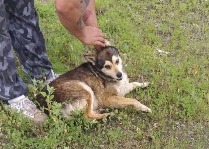Un arădean s-a ales cu AMENDĂ după ce și-a lăsat câinele liber pe străzile orașului