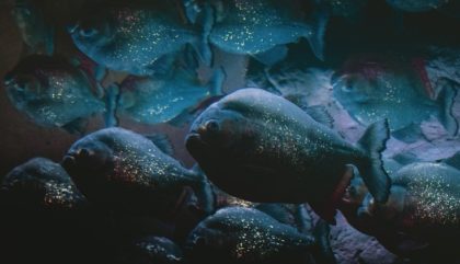 ALERTĂ/ Pești PIRANHA descoperiți într-o apă din România