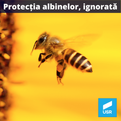 USR Arad: „România refuză să protejeze albinele”