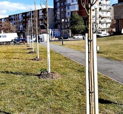 Primăria vrea să planteze 2020 de copaci tineri în oraș