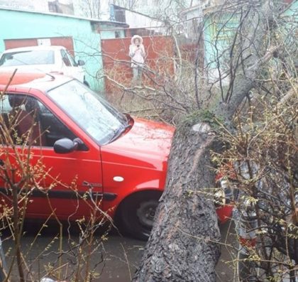 Se întâmplă în Arad: Două maşini ZDROBITE de un COPAC care s-a PRĂBUŞIT peste ele