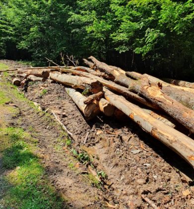Exploatatori forestieri, amendați de Consiliul Județean Arad