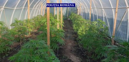 Cultură de cannabis descoperită de poliţişti în timpul unor percheziții desfăşurate în Arad (UPDATE)