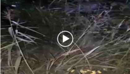 SURPRIZĂ de PROPORȚII pentru doi pescari arădeni, în puterea nopții: Ce era, de fapt, CAPTURA URIAȘĂ pe care au tras-o la mal (VIDEO)