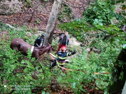 Pompierii au salvat un cal căzut într-o râpă adâncă de peste 20 de metri