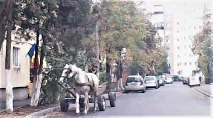 Se întâmplă în Arad: La plimbare, prin oraș, cu căruța și fără mască