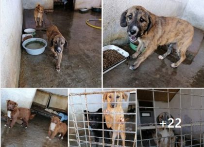 Poliția Animalelor, la adăpostul de câini de pe Calea Bodrogului