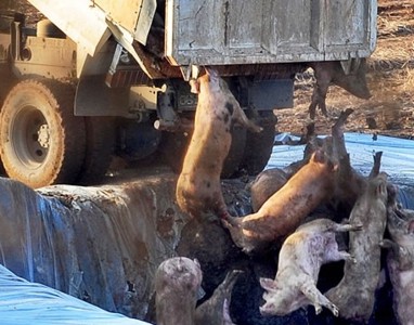 Porcii lui Muscă, ÎNGROPAȚI la Macea. Soluția autorităților în cazul animalelor BOLNAVE de PESTĂ