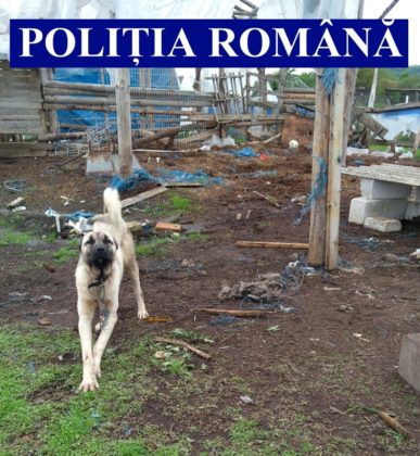 Proprietari de câini periculoși, amendați de polițiști