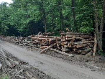 PSD va iniția o lege pentru interzicerea tăierii arborilor sănătoși