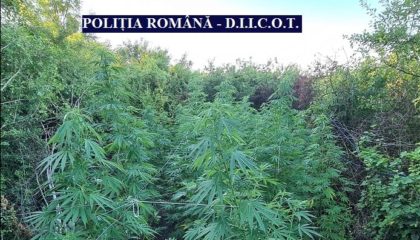 Șase traficanți de DROGURI din Arad au fost ARESTAȚI. Aveau peste 100 de plante de cannabis (FOTO + VIDEO)