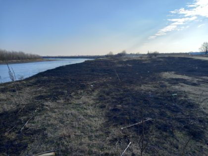 Stop incendiilor de vegetație în Parcul Natural Lunca Mureșului! (FOTO)