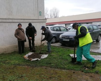 Au plantat copaci de Ziua Mondială a Sănătății