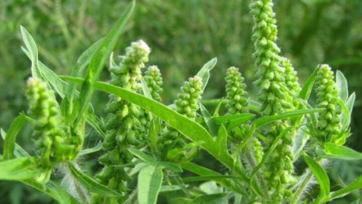 Primăria Arad anunță controale pentru identificarea terenurilor infestate cu ambrozie item-thumbnail