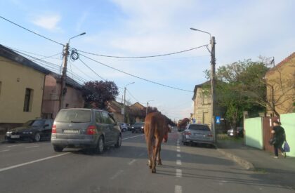 Cal rătăcit în plin trafic printre mașini (FOTO)
