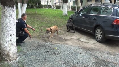 Pericol pe străzile din Arad. Doi câini din rasa pitbull, lăsați nesupravegheați, au omorât o pisică. A fost necesară intervenția jandarmilor
