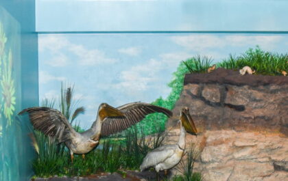 Pelicanul comun – exponatul colectat în urmă cu mai bine de 100 de ani – „vedeta” lunii octombrie la Complexul Muzeal Arad