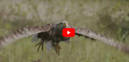 VIDEO: Minunata natură, surprinsă într-un film inedit despre Parcul Natural Lunca Mureșului