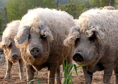 Un arădean, cel mai mare crescător de porci Mangaliţa din România