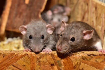 800 de șobolani într-o casă din Germania locuită de o femeie. Colecționarea patologică de animale și neputința autorităților de a controla fenomenul
