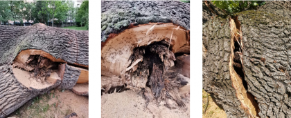 Ce a determinat tăierea stejarului din Parcul Eminescu. Explicațiile Primăriei (FOTO)