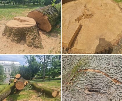 Municipalitatea, arătată cu degetul! Cel mai bătrân copac din Arad, victima drujbei (FOTO)