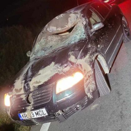 Cerb lovit în plin de o mașină, la Bocsig