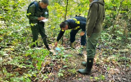 Tăieri ilegale de arbori din fondul forestier național, în zona Hălmagiu (FOTO/VIDEO)