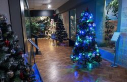 Împreună putem face Crăciunul de neuitat pentru toți! Dăruiți un brad de poveste! item-thumbnail