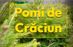 Romsilva oferă la vânzare peste 16 de mii de pomi de Crăciun item-thumbnail