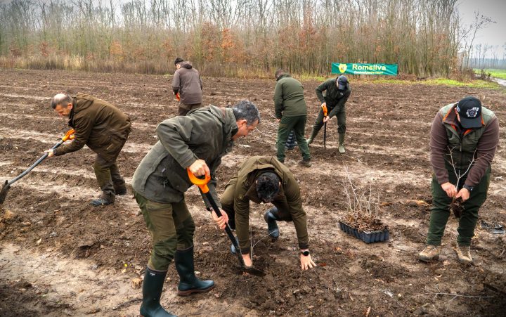Romsilva va planta aproximativ 2,8 milioane de puieți forestieri item-thumbnail