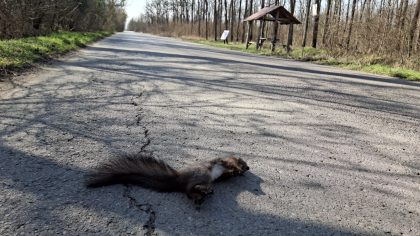Apel către șoferii care circulă prin Pădurea Ceala, după ce o veveriță a fost lovită de o mașină item-thumbnail
