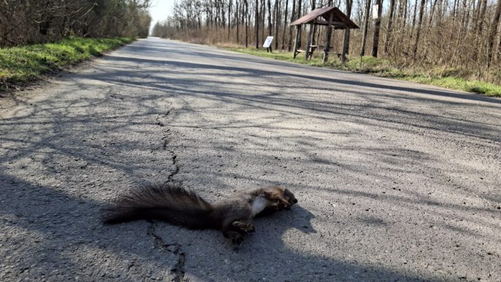 Apel către șoferii care circulă prin Pădurea Ceala, după ce o veveriță a fost lovită de o mașină item-thumbnail