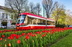 La Arad biletele de tramvai vor costa 1 leu pe zi item-thumbnail