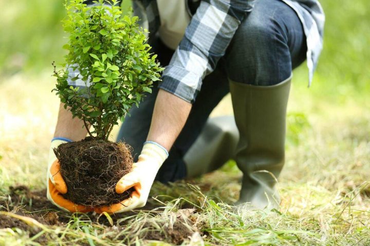 „Punem Rădăcini”. Zeci de mii de arbori vor fi plantați în județ item-thumbnail