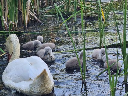 Micul dejun într-o familie de lebede din Parcul Natural Lunca Mureșului (FOTO + VIDEO)