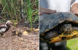 Amenzi de 50.000 de lei pentru abandonarea de animale domestice și de companie în Parcul Natural Lunca Mureșului item-thumbnail