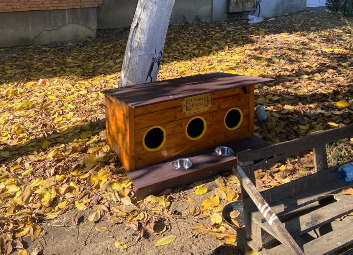 Zeci de căsuțe pentru pisicile comunitare, amplasate în Arad item-thumbnail